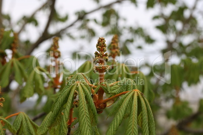 Close up of the flower buds of a chestnut tree, Aesculus hippocastanum