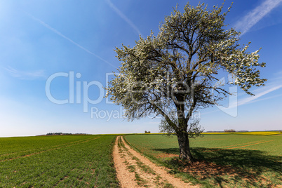 Spring landscape with tree, road and blue sky