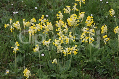 Macro of the primate Cowslip flowers or Primula veris on garden grass in spring