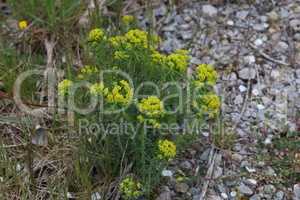 Euphorbia myrsinites or myrtle spurge green flowers in spring time