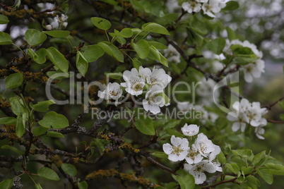 Flowers of the fruit trees on a spring day