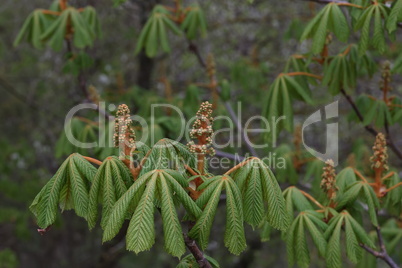 Close up of the flower buds of a chestnut tree, Aesculus hippocastanum