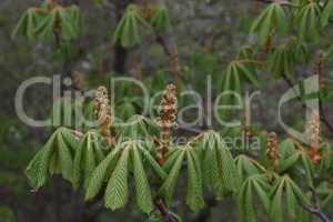 Close up of the flower buds of a chestnut tree, Aesculus hippocastanum