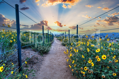 Hiking trail above Dana Point city view at sunset