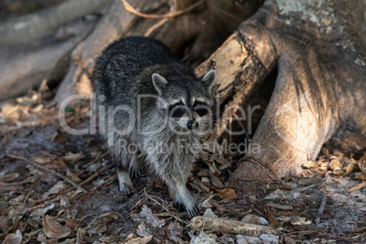 Young raccoon Procyon lotor creeps forward