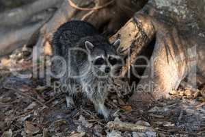 Young raccoon Procyon lotor creeps forward