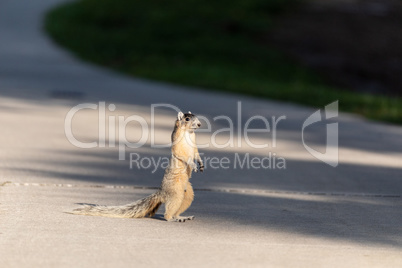 Fox squirrel Sciurus niger stands on his hind legs