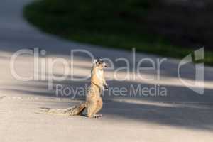 Fox squirrel Sciurus niger stands on his hind legs