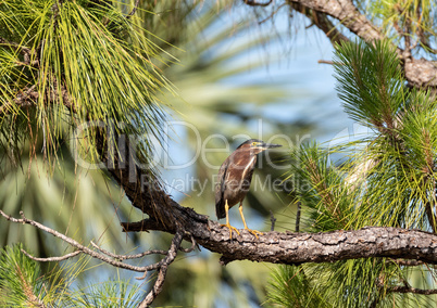 Adult green heron Butorides virescens perches high above