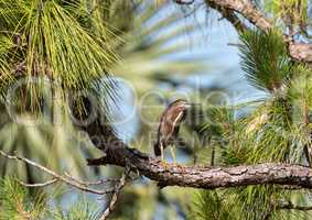 Adult green heron Butorides virescens perches high above