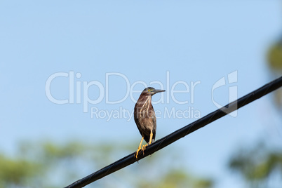 Adult green heron Butorides virescens perches high above