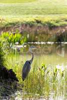 Great blue heron Ardea herodias wading bird stands in a marsh