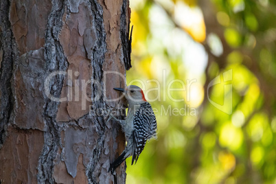 Red bellied woodpecker Melanerpes carolinus bird pecks at a pine
