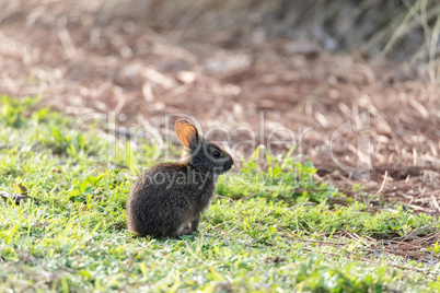 Cute baby marsh rabbit Sylvilagus palustris nibbles on grass