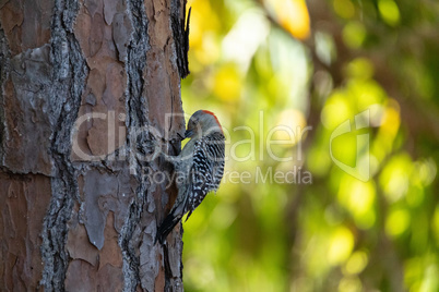 Red bellied woodpecker Melanerpes carolinus bird pecks at a pine