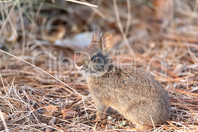 Cute baby marsh rabbit Sylvilagus palustris nibbles on grass