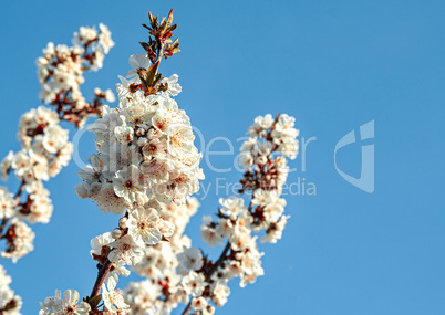 Branches of blossoming apricot