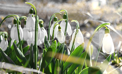 Blooming snowdrops