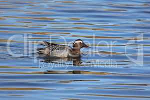 Wild duck swims slowly on the lake