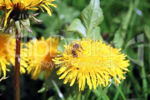 Fleißige Biene, Busy bee