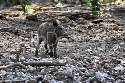 Wildschwein