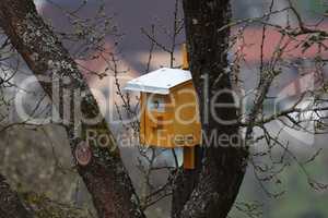 A wooden birdhouse hangs from a tree