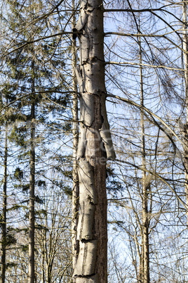 Wenn der Wald stirbt