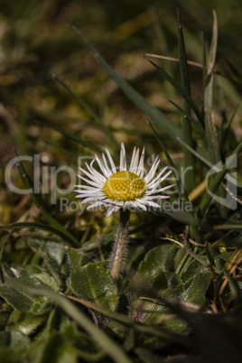 Die Sonne geniesen  können auch Gänseblümchen