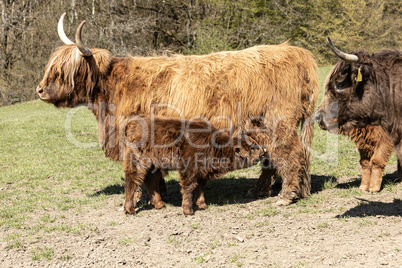 Kalb des schottischen Hochlandrindes am euter der Mutter