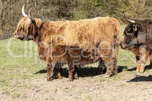 Kalb des schottischen Hochlandrindes am euter der Mutter