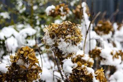 Alte Hortensienblüten im Schnee