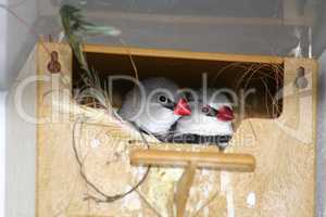 Songbirds sit in the nesting box and look out