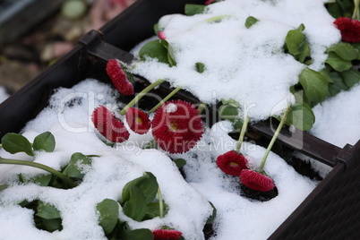 Red flowers hit by frost and snow in spring