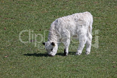 White calf grazes on a green meadow