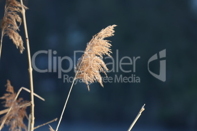 Dry reed on the lake, reed layer, reed seeds