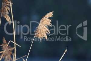 Dry reed on the lake, reed layer, reed seeds