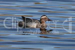 Wild duck swims slowly on the lake