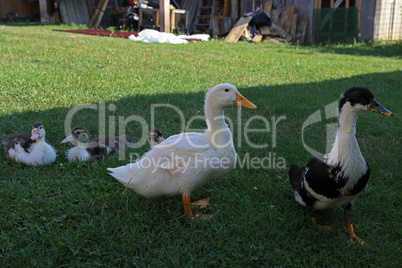 Young ducks on the green grass on a farm