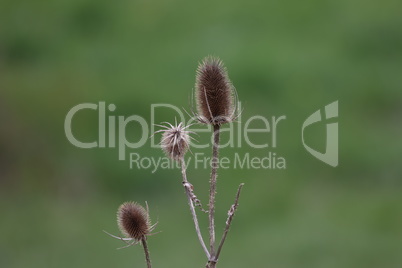 Dry flower of thistle in a field on a green background