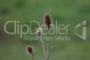 Dry flower of thistle in a field on a green background