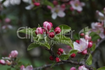 Flowers of the fruit trees on a spring day