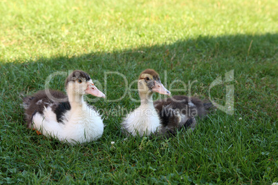 Young ducks on the green grass on a farm
