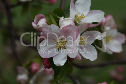 Flowers of the fruit trees on a spring day