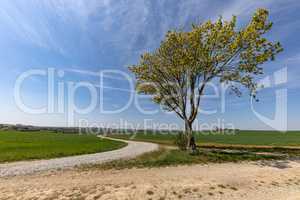 Spring landscape with sown fields and blue sky