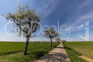 Spring landscape with sown fields and blue sky