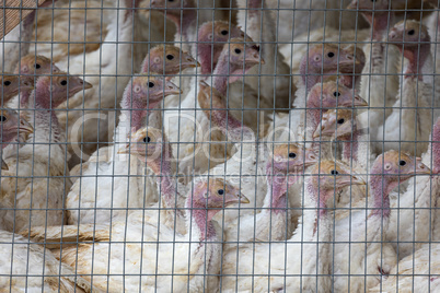 Young turkeys, Production process in a poultry company.