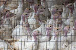 Young turkeys, Production process in a poultry company.