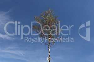 A traditional Maypole with colored ribbons on blue background