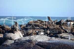 Group of sea lions on the rocks of Duiker Island