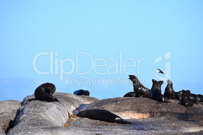 Group of sea lions on the rocks of Duiker Island